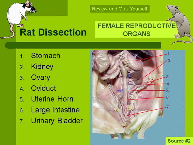 Rat Dissection Stomach Kidney Ovary Oviduct Uterine Horn Large Intestine Urinary Bladder FEMALE REPRODUCTIVE